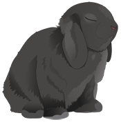 Kaninchen Variante